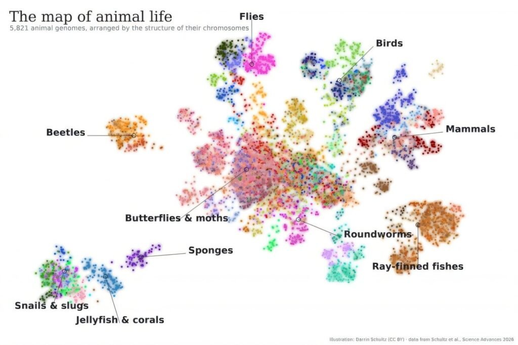 Scientists Map “Evolutionary Highways” Across Thousands of Animal Genomes