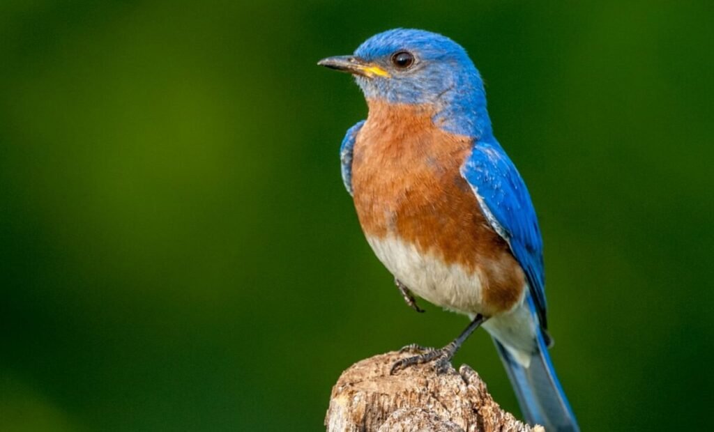 Bluebird Of Happiness Day Marked Bluebird Of Happiness Day Marked